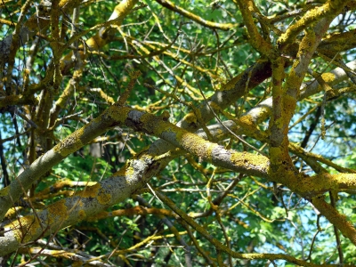 Vermosster Baum