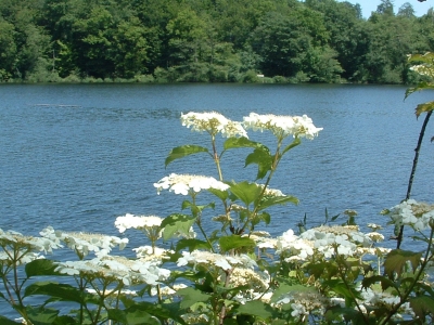 Blütenstrauch am See