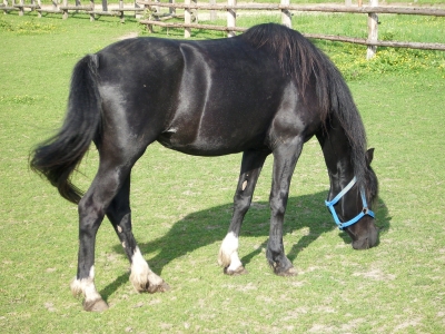 Schwarzes Pferd