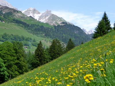 Alpenwiese