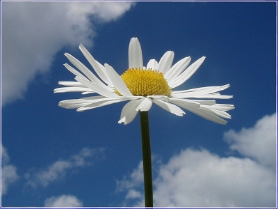 Wiesenmargerite im Frühlingswind