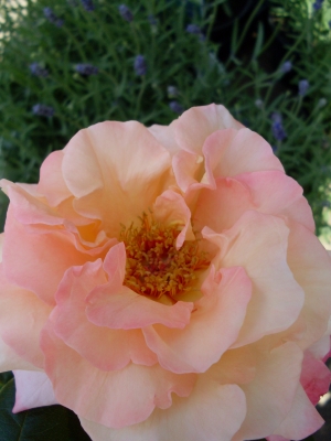 Rosa-gelbe-Rose_4
