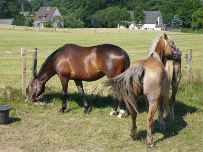 Pferde im Sauerland