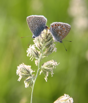 Schmetterlinge