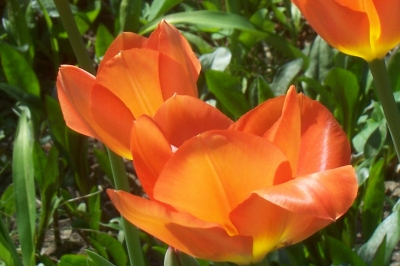 Tulpen "Orange Empore"