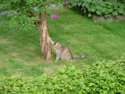 Katze im Fruehlingsgarten