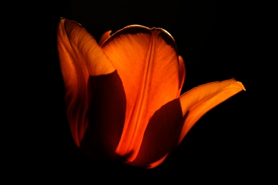 on the dark side of tulip