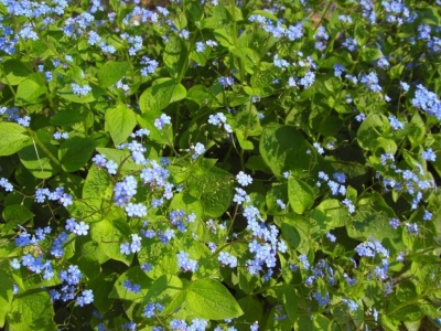Blaues Blumenmeer