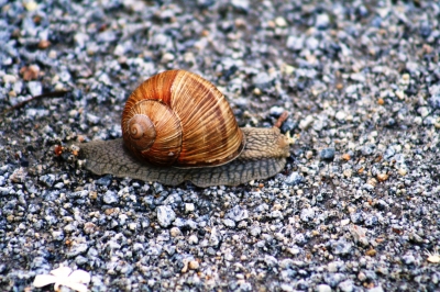 Schnecken chacken