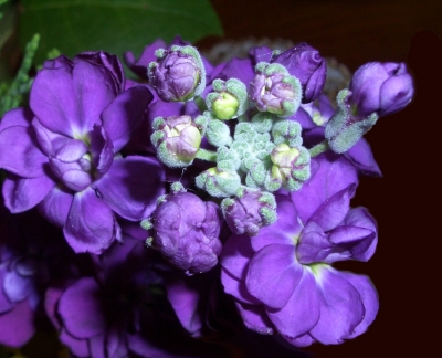 violette Blüten