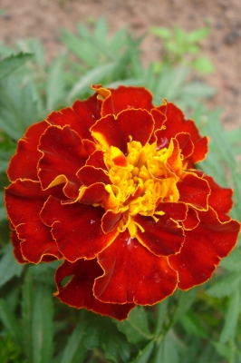 Tagetes