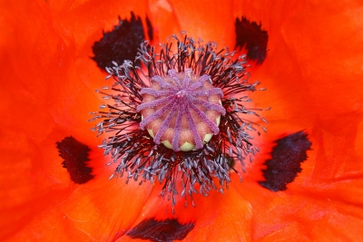 Blütenstempel einer roten Mohnblume
