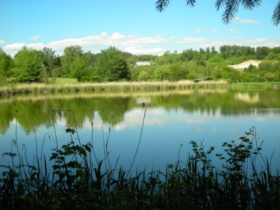 Kranichteich im Sommer