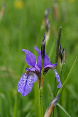 Iris im Ennstal