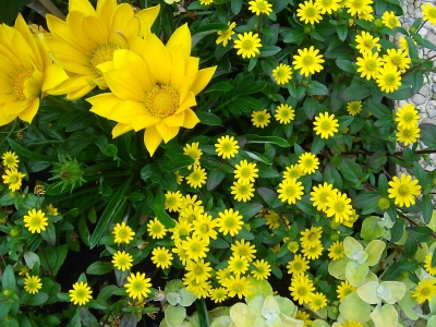 Blütentraum in gelb