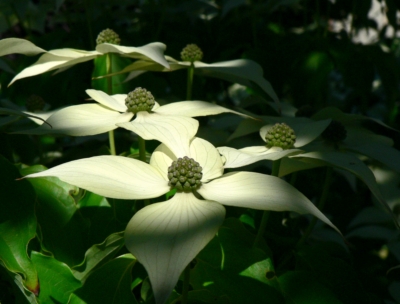 Blüten im Schatten