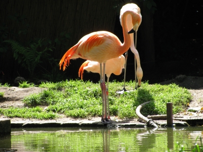 Flamingo in der Sonne