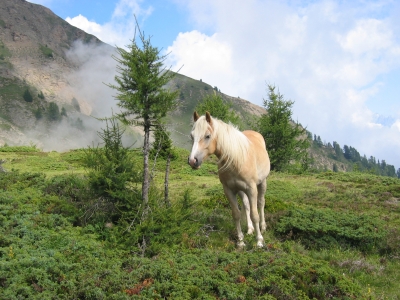 Pferd in den Bergen