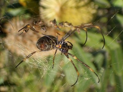 Spinne in Queensland