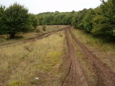 Feldweg in den Wald