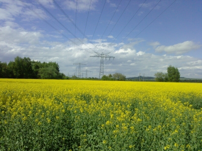 Rapsfeld bei Donaueschingen 2