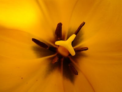 Narbe einer Tulpe