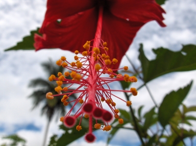 Hibiskus