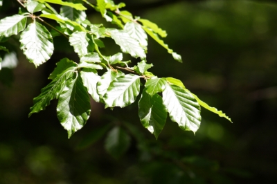 Buchenblätter im Sonnenlicht