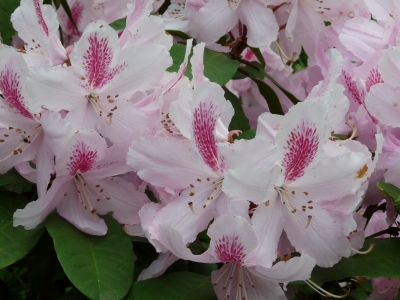 Rhododendron