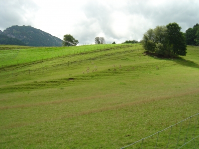 grüne Landschaft