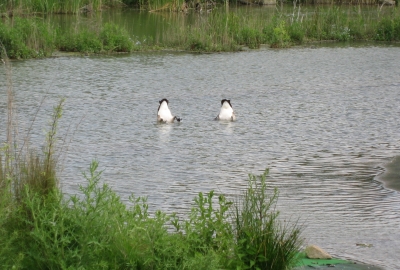 Köpfchen in das Wasser...