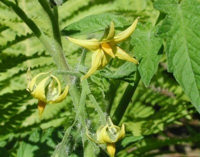 Tomatenblüten