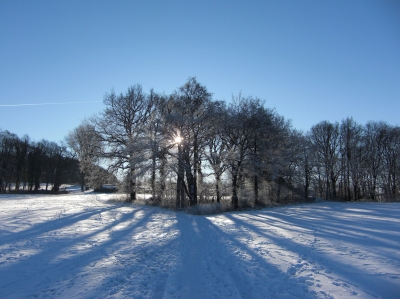 Winterwald