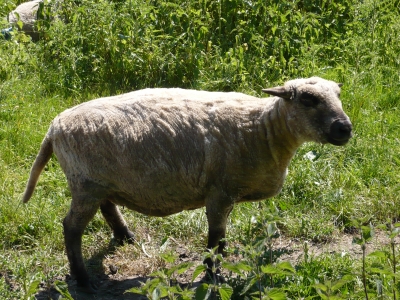 Schaf im Sauerland