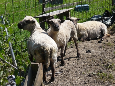 Schafe im Sauerland