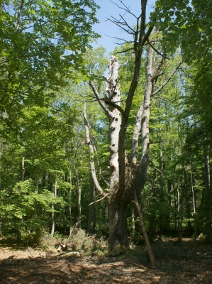 Baum Darßer Urwald