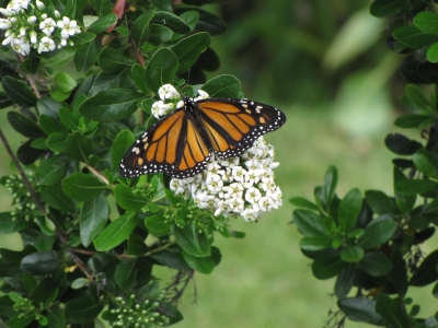 Monarch auf Blüte