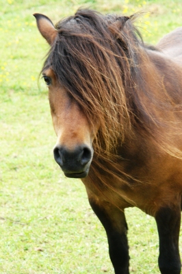 mein kleines Pony II