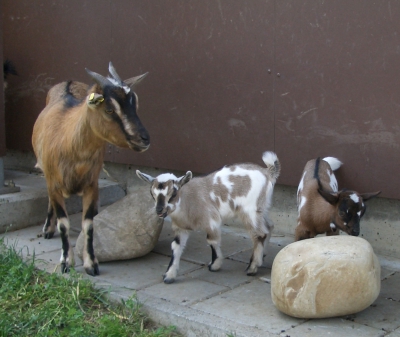 Ziegenmutter mit ihren Jungen