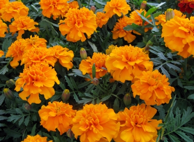 Tagetes