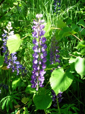 Lupine