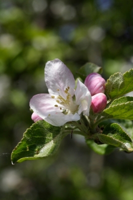 Apfelbaum im blühen