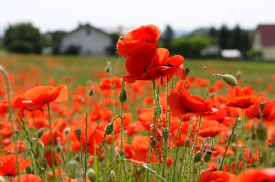 Rot blüht der Mohn...