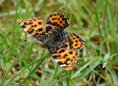 Landkärtchen (Araschnia levana)