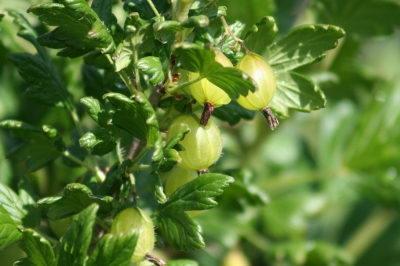 Stachelbeeren