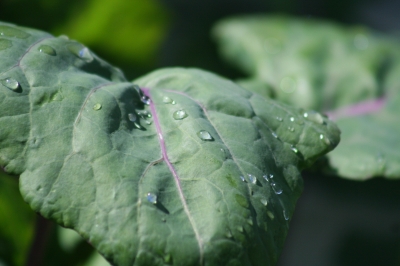 Blatt mit Tropfen