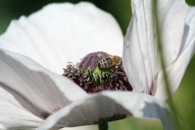 Besuch bei einer Moonblume