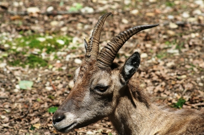 Junger Steinbock