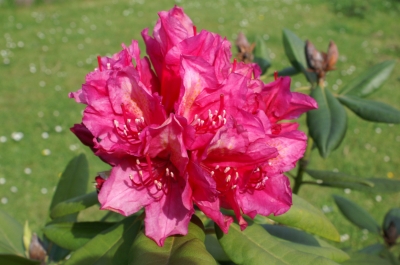 Rhododendron 2