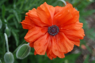 Roter Mohn